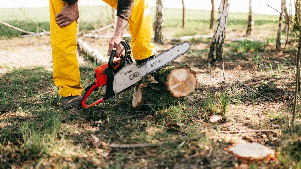 Dead Tree Removal in Llano Grande, TX